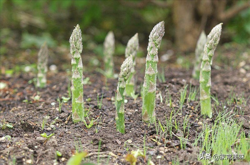 绿芦笋和芦笋的区别是什么（三种不同颜色芦笋的不同之处）