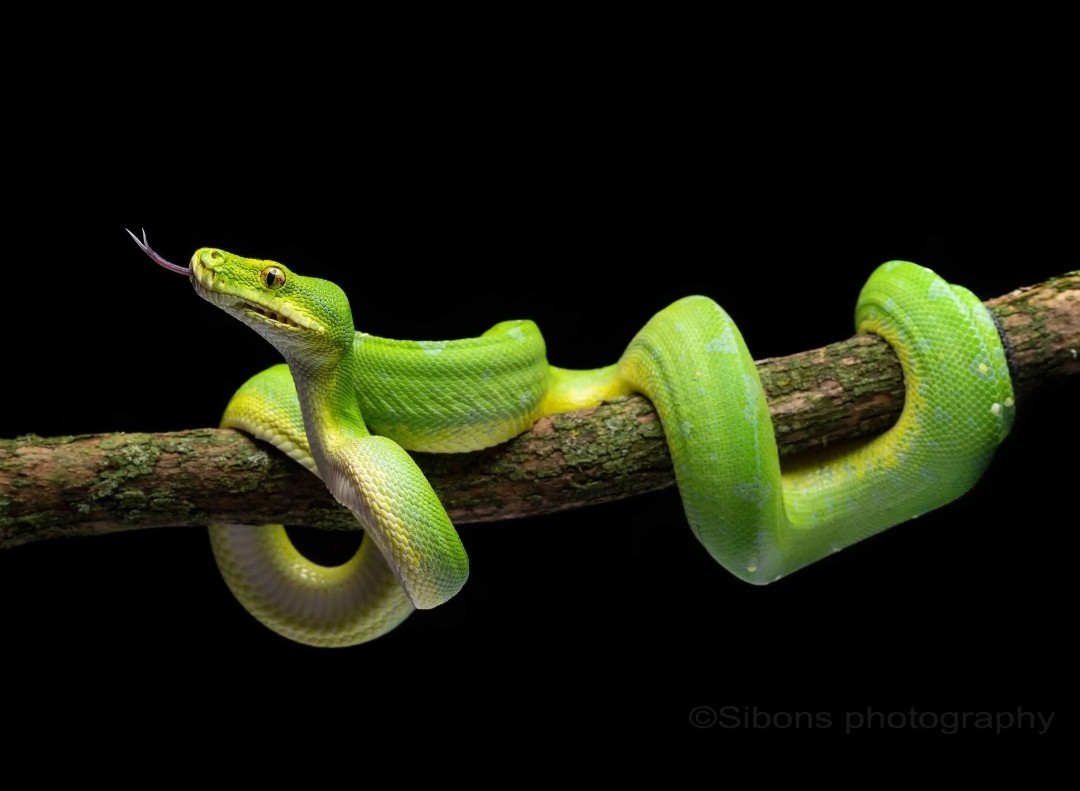 世界上有哪些绿色的蛇,你了解吗?