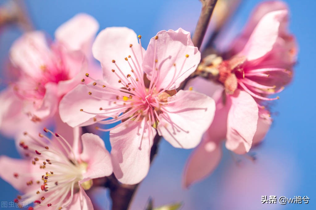 春天的颜色——红白黄紫绿