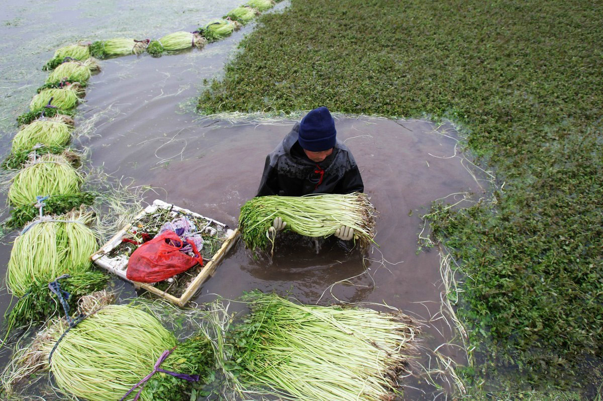 江苏水芹养殖新技术，每亩产值4万元！种植过程中需要注意什么？