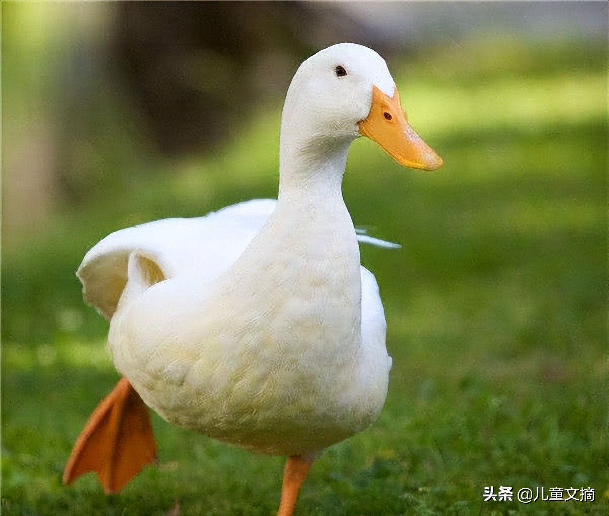 鸡鸭鹅,放学乐 | 胡一荣