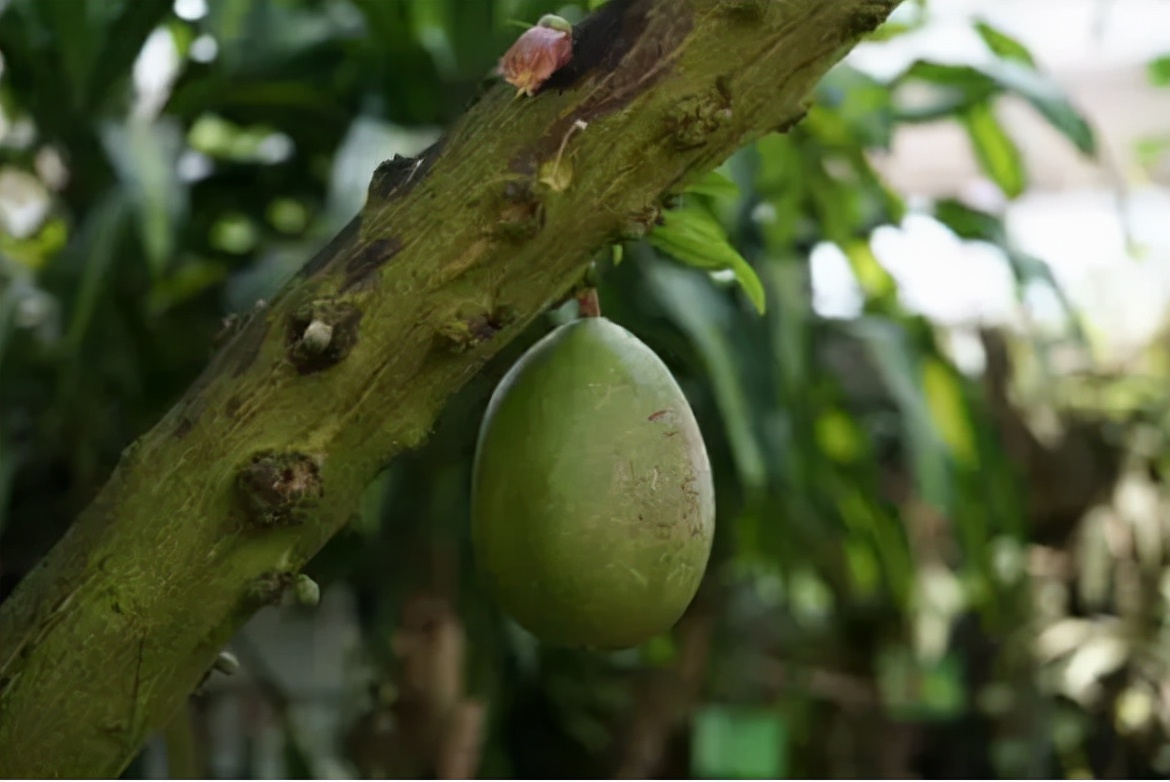 海芒果有剧毒吗(5种有剧毒的树木吃不得碰不得)