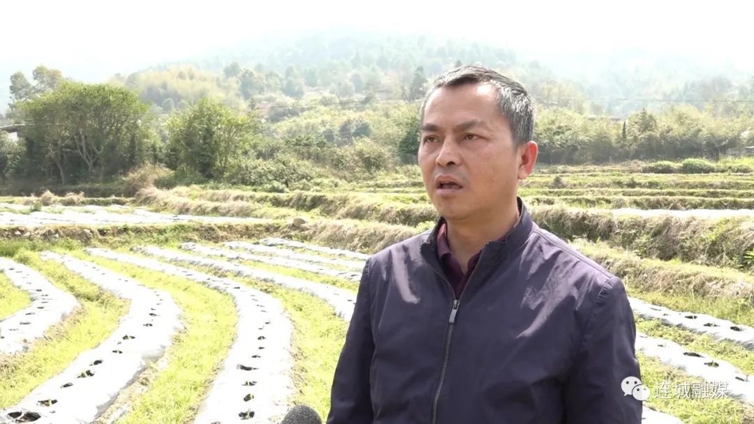 「全面推進鄉(xiāng)村振興」廟前：大力發(fā)展檳榔芋種植 全面助力鄉(xiāng)村振興