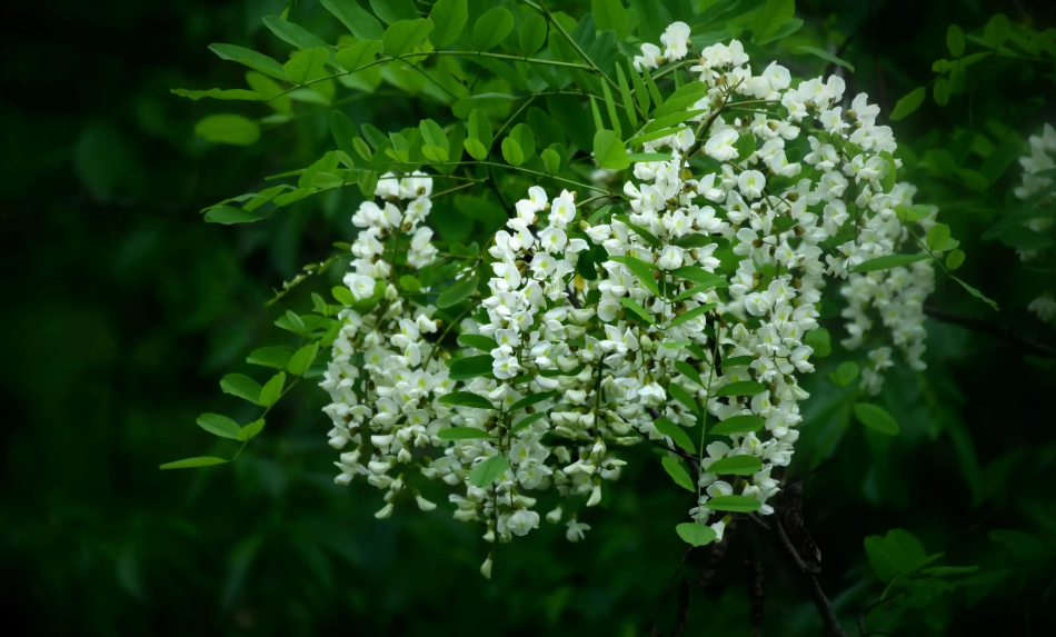 又见槐花香满天，古诗词里的槐花，白绿相间，芳香袭人