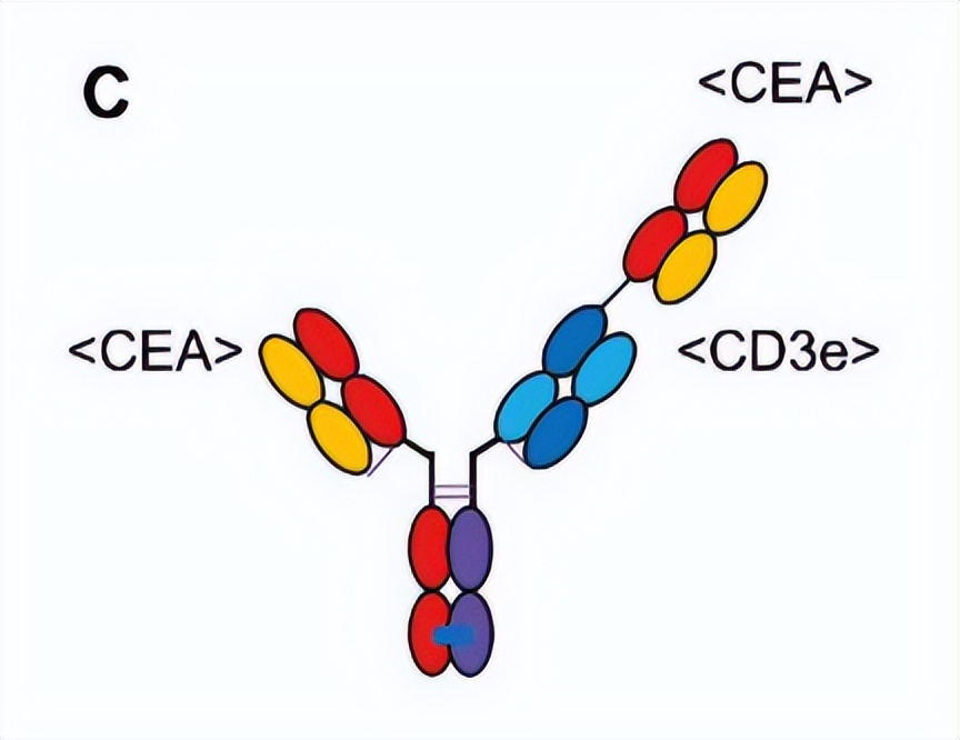 信达生物研发技术平台梳理