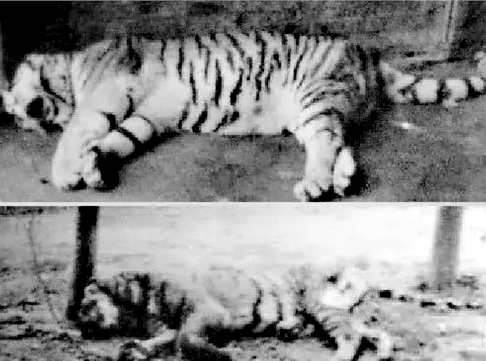 1981年，河南1 动物园2只老虎被害，警察凭1条绿腰带锁定屠虎凶犯