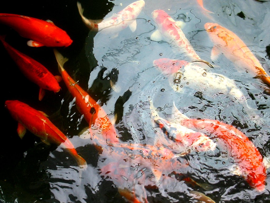 如果在山上挖一个池塘，不放鱼，里面会慢慢有鱼吗？