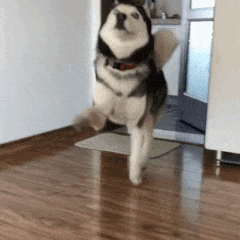 爆肝统计5000个猫名，让所有人都笑死在这些沙雕名字里