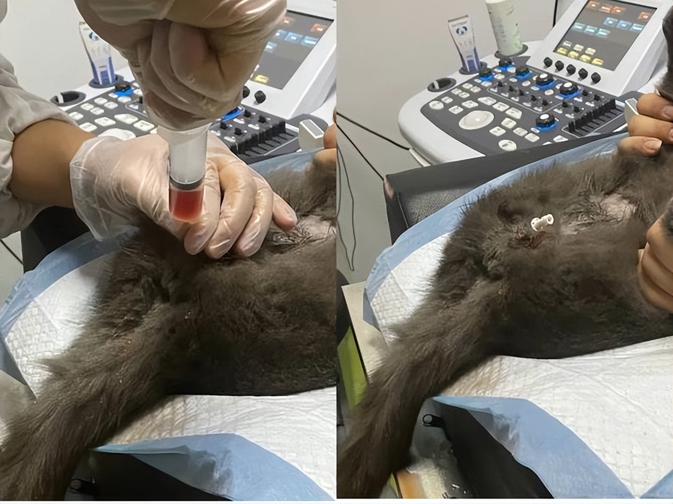 公猫导尿多少钱(如何避免猫咪反复尿闭) - 价格百科