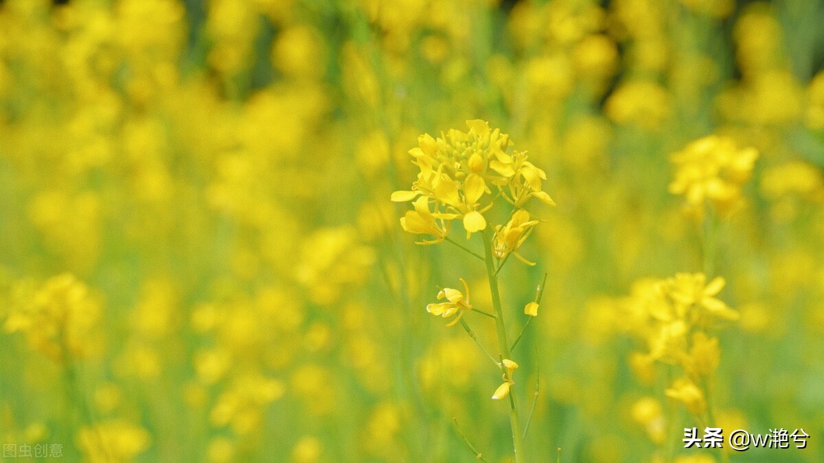 春天的颜色——红白黄紫绿