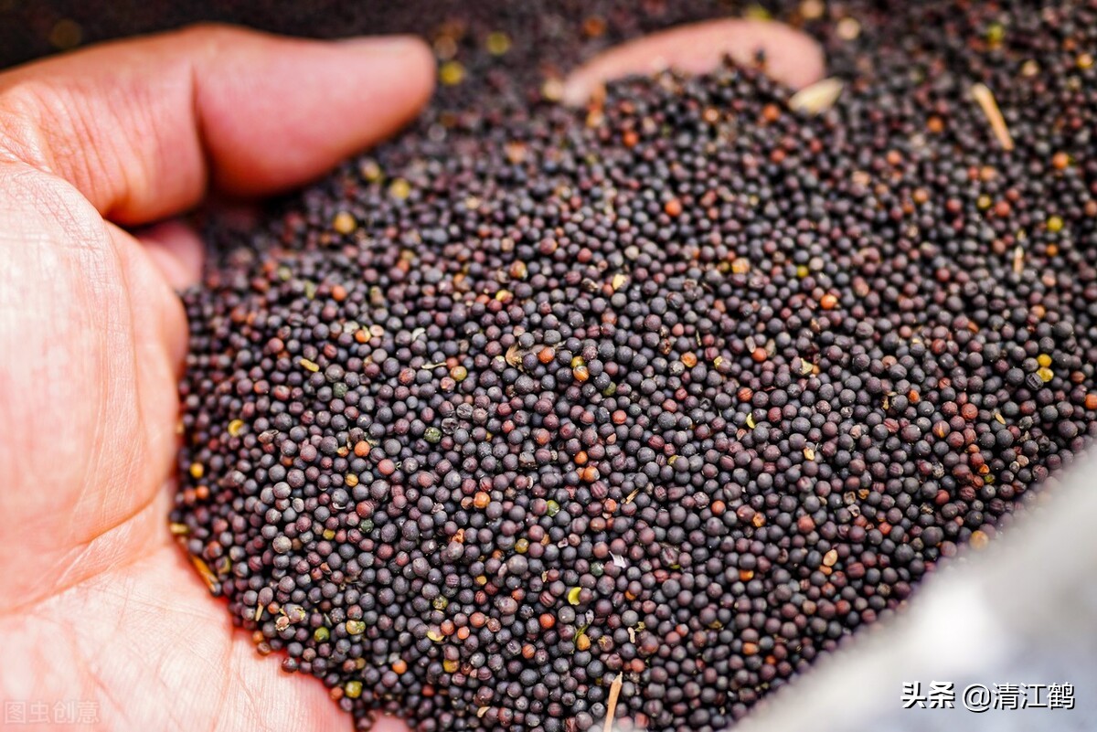 新收获的油菜籽如何储存,出油率才会高?"4个关键点"必须把握