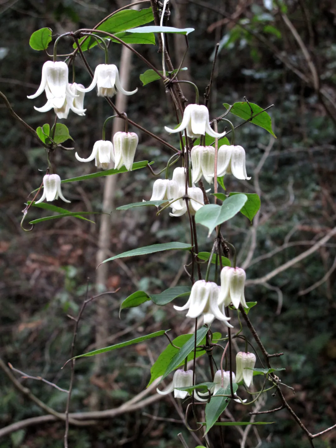 最美野花"雪里开",开在雪中,优雅醉人