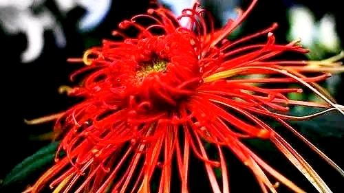 爱花如你，知道中国的十大名花都是哪些吗？