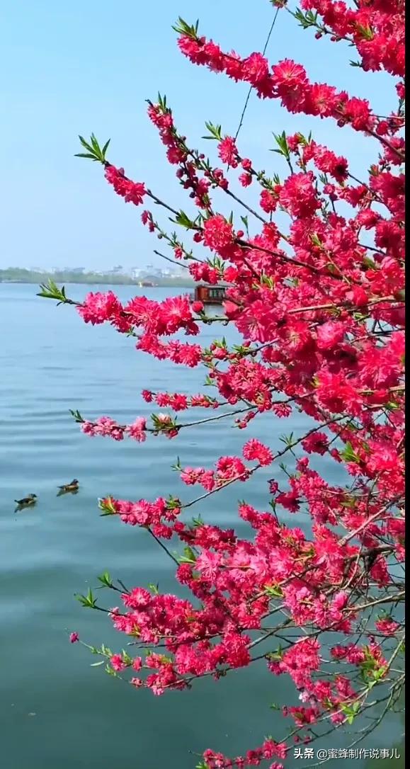 笑看花开好心情，芬芳伴君香四溢