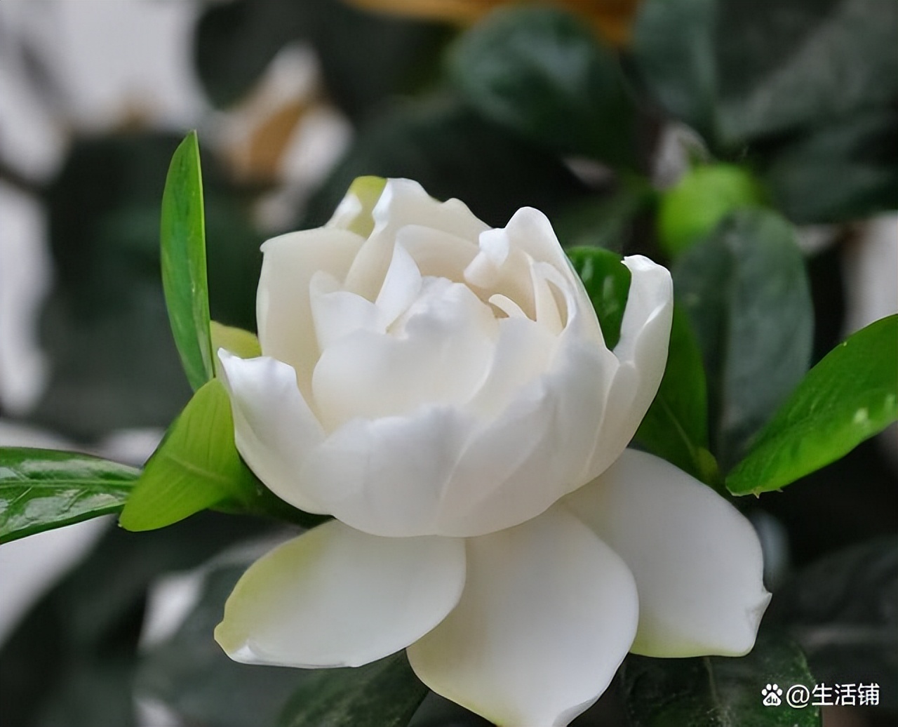 栀子花耐寒最低温度（栀子花的养殖方法和注意事项）