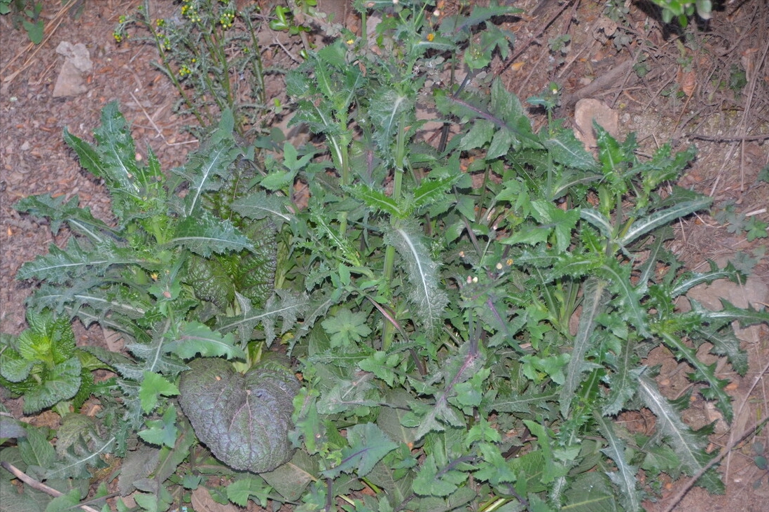 山蒜长什么样子（春天到了30种野菜辨别图片）