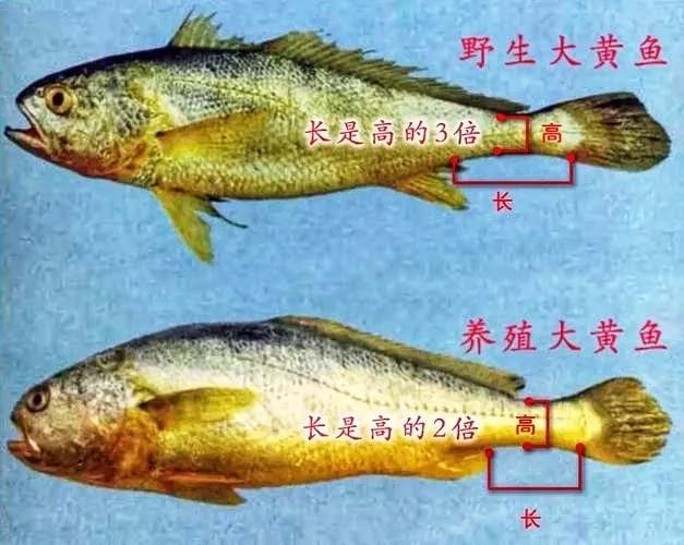 野生大黄鱼和养殖大黄鱼的区别