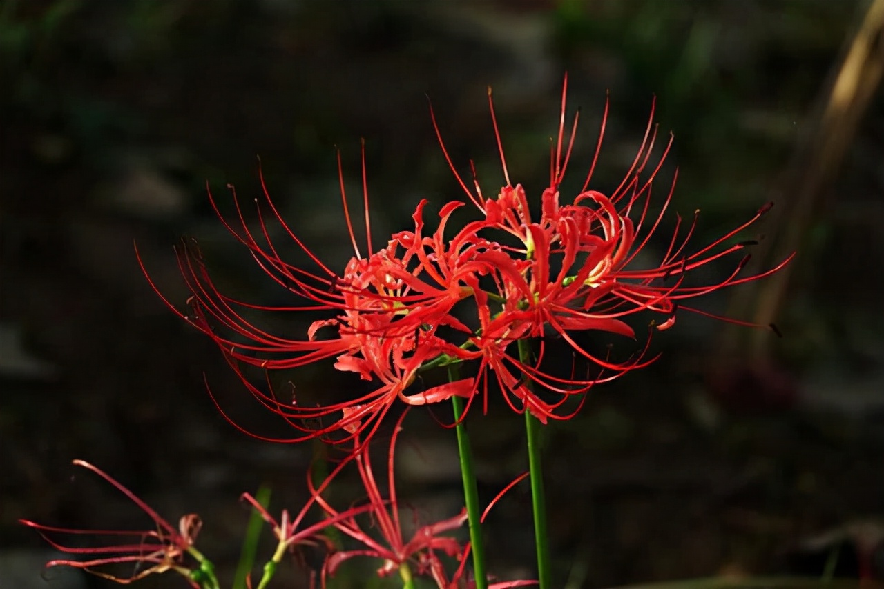 曼陀罗花是什么,那些和它相似的植物,你见过几种?