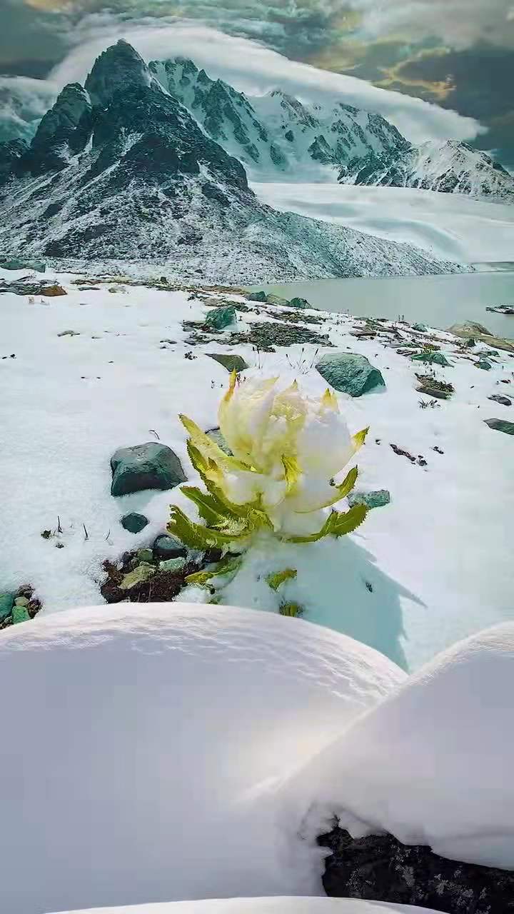 冰山上的一朵雪莲图片图片