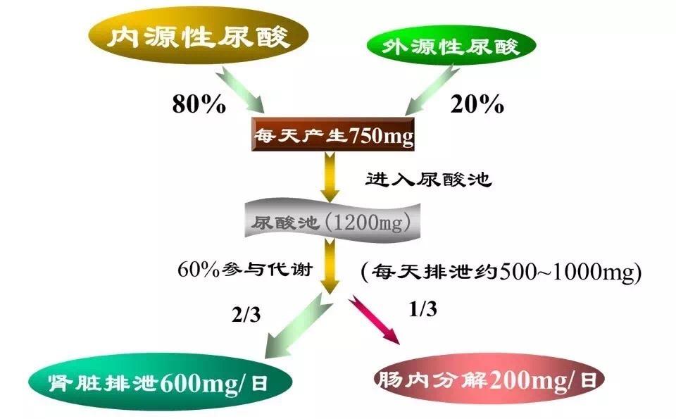 尿酸高不等于痛风，但要警惕并发症，5个方法远离高尿酸