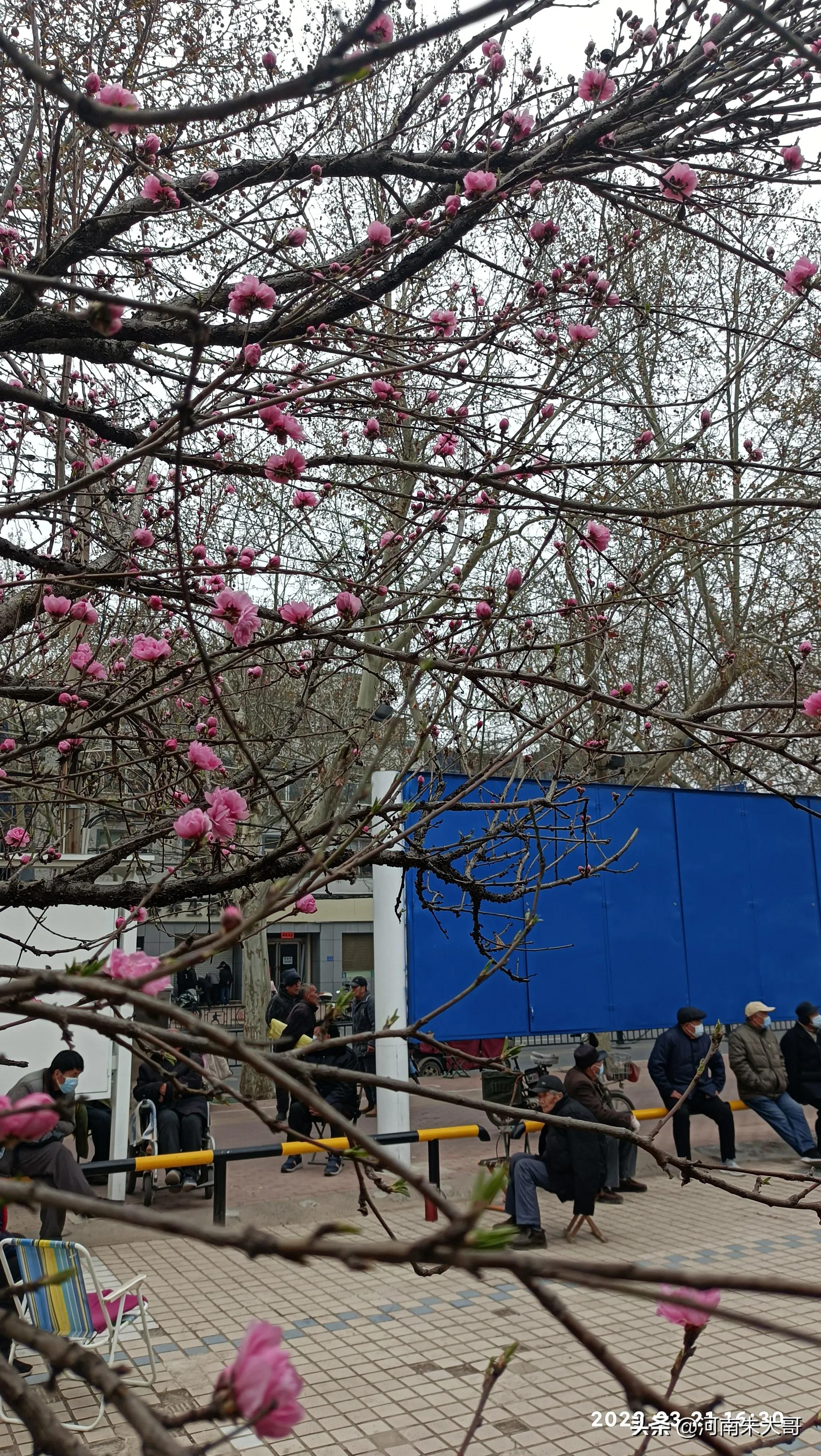 桃花是什么颜色（介绍开有三种颜色花的桃树）