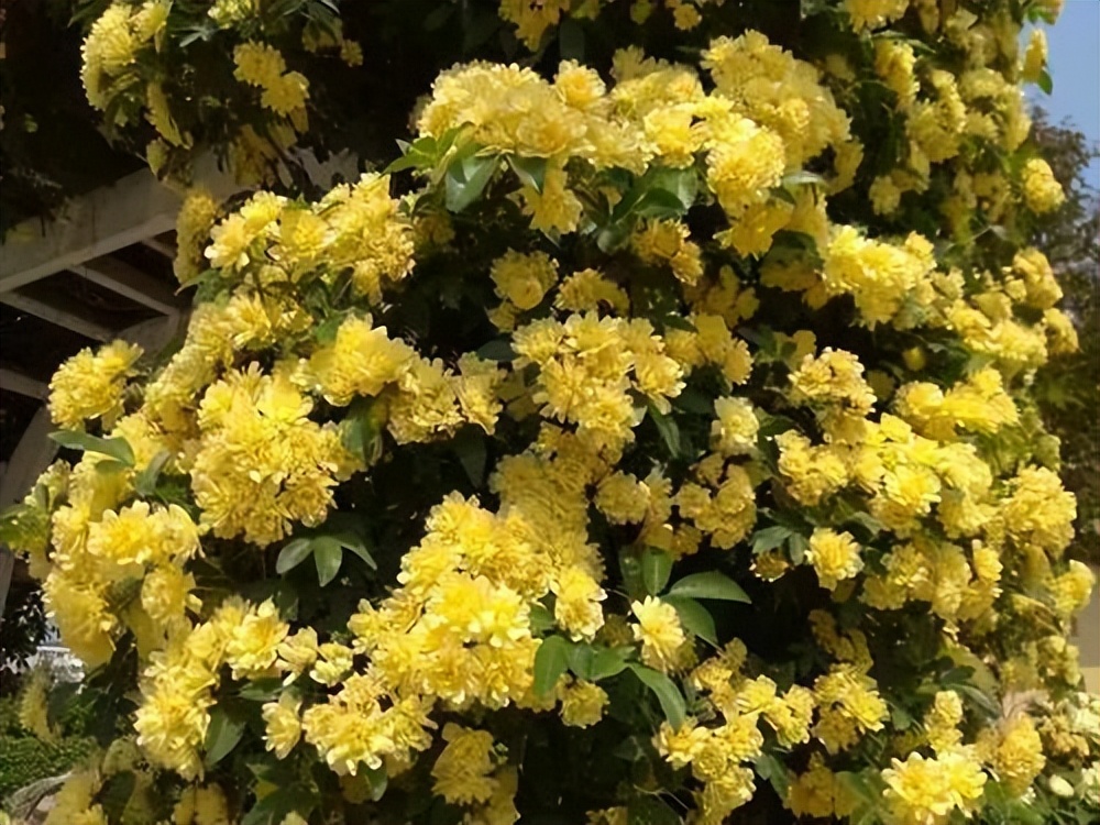 木香花 抗旱耐寒易成活 現在種兩株 來年變成一片 花海 天天看點