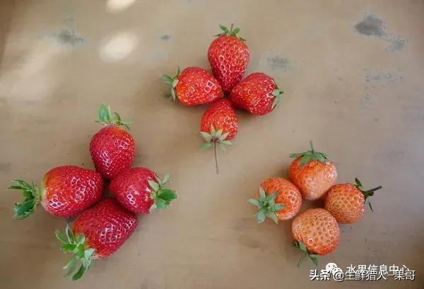 越秀草莓图片（中国草莓主要产地分布及品种介绍）