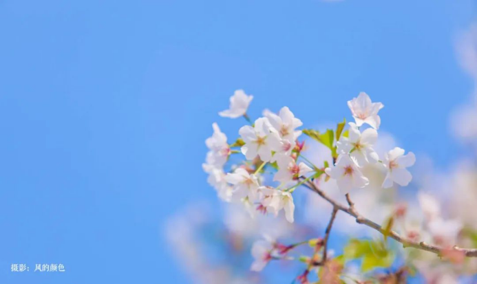 高清大图来袭！湖北高校“最美校花”新鲜出炉！颜值超高，惊艳众人！