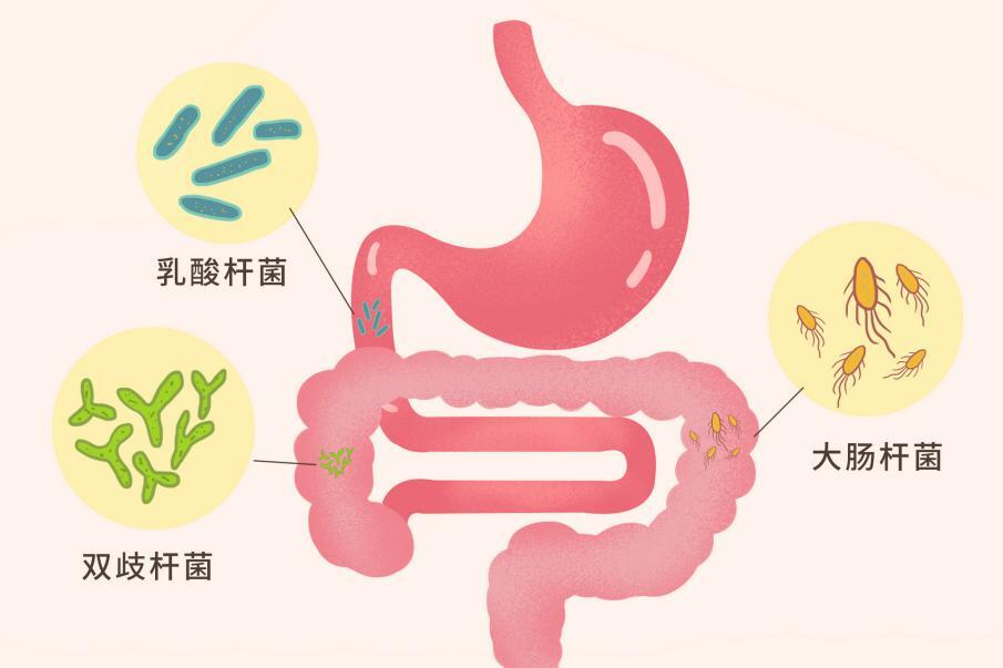 益生菌哪個牌子好，重點關注這4點