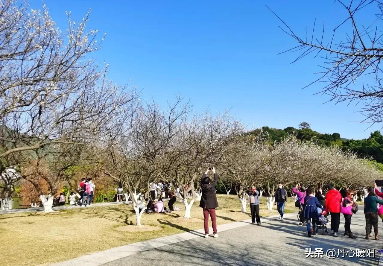 萝岗香雪有心无语暗香动，冬梅恋雪无意争春春来迎