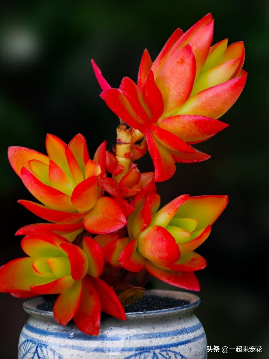 适合新手的多肉火祭,颜色鲜红长成手捧花,养在家里真喜庆