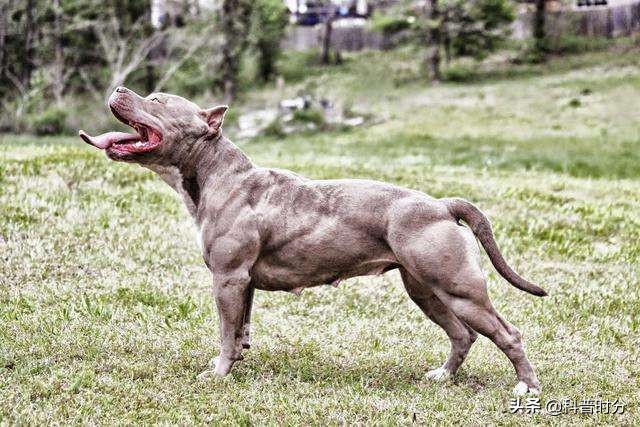 世界上兇猛的十種狗，日本土佐犬上榜，藏獒排名第二