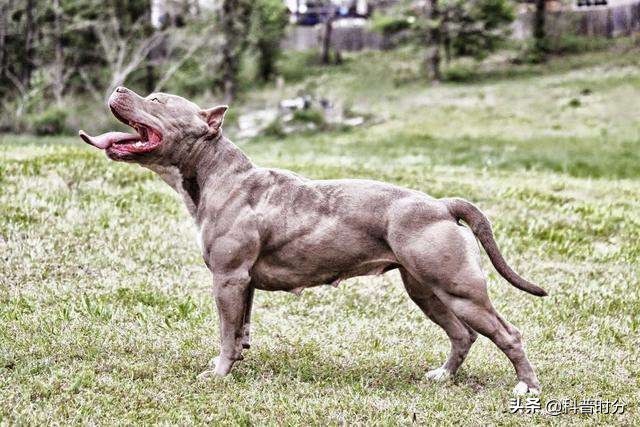 世界上凶猛的十种狗，日本土佐犬上榜，藏獒排名第二