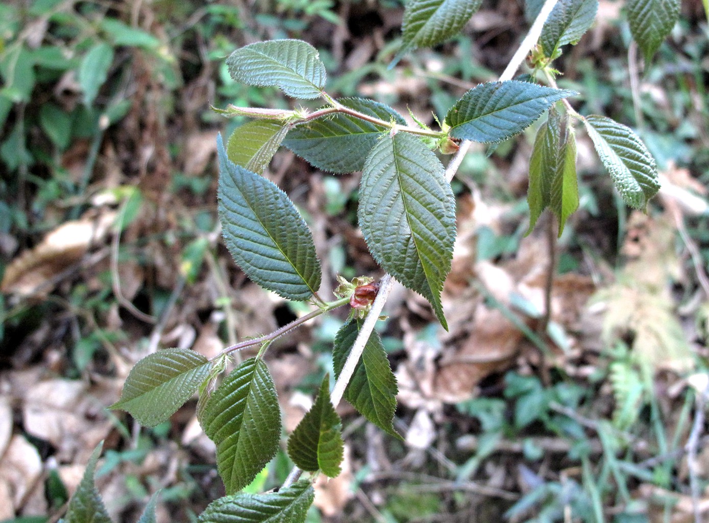 四明山上野樱花已全面开花 赏花正当时 珍娱客