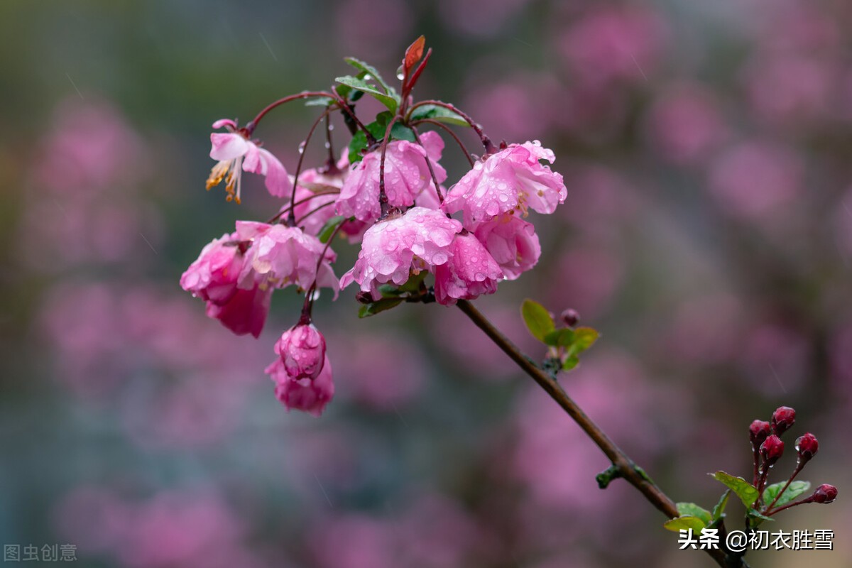 春分节气春雨美词四首：轻风细雨，惜花天气，相次过春分