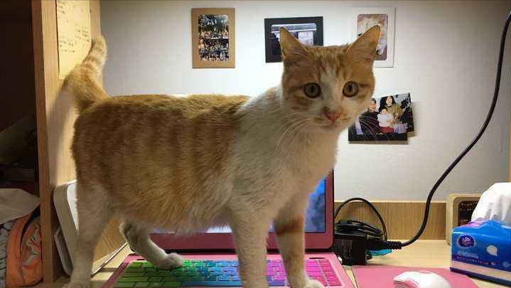 想对大学里养猫的同学说：请不要将爱心带到宿舍，我不喜欢猫