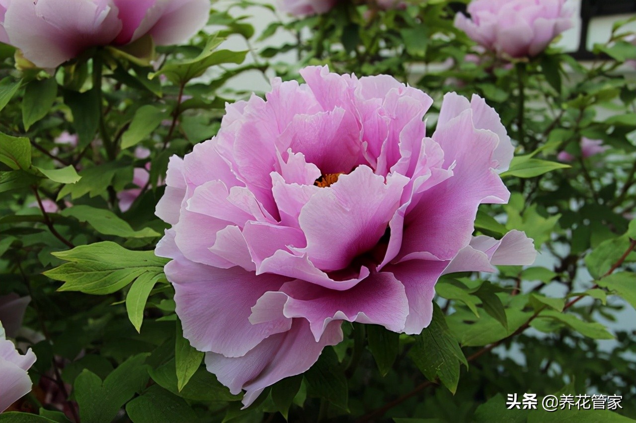 花中皇后是什么花（古人最爱的15种花卉的雅称）