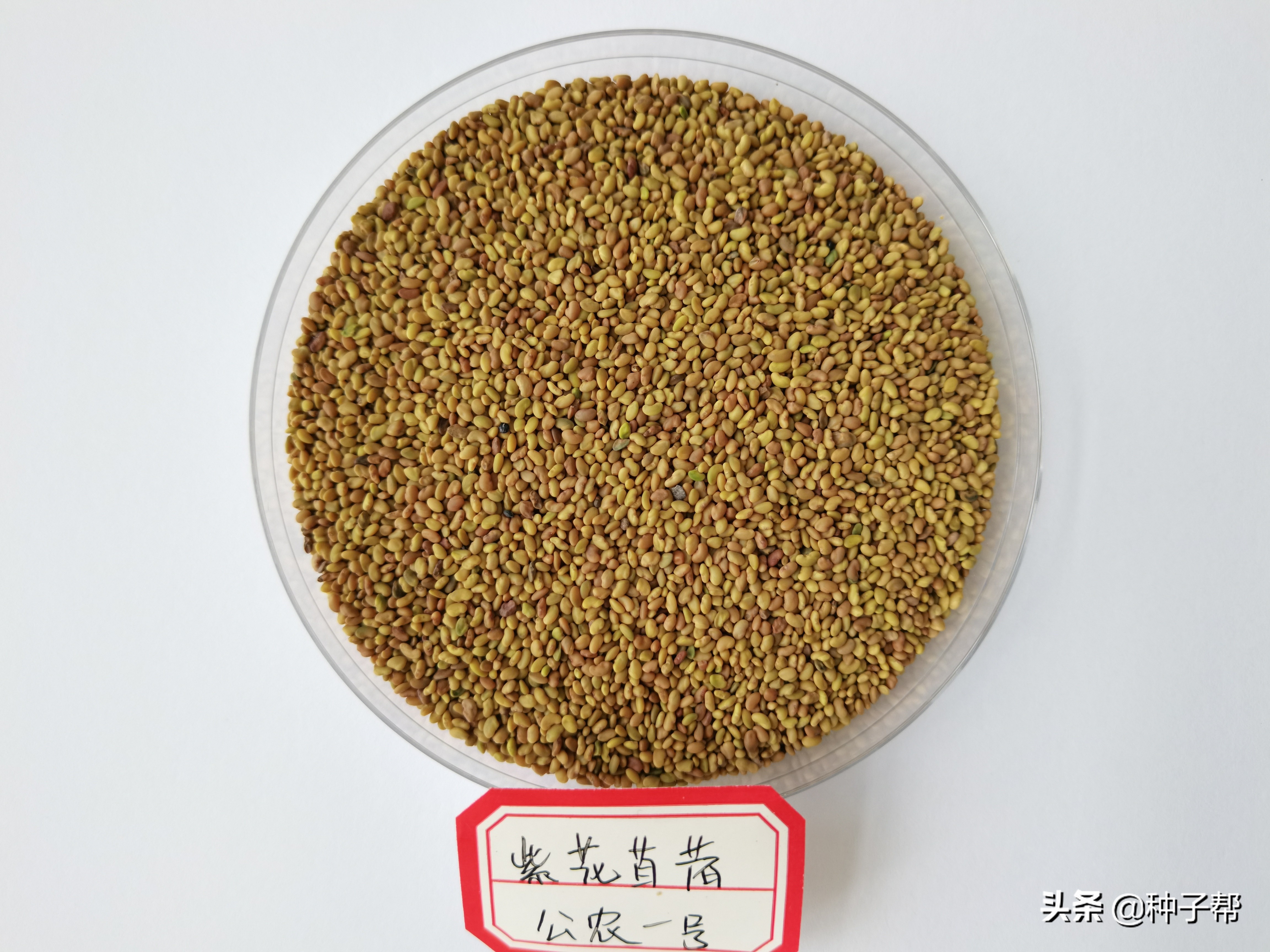 种植面积最大的牧草-紫花苜蓿,适合放牧、作干草,春秋季都能种