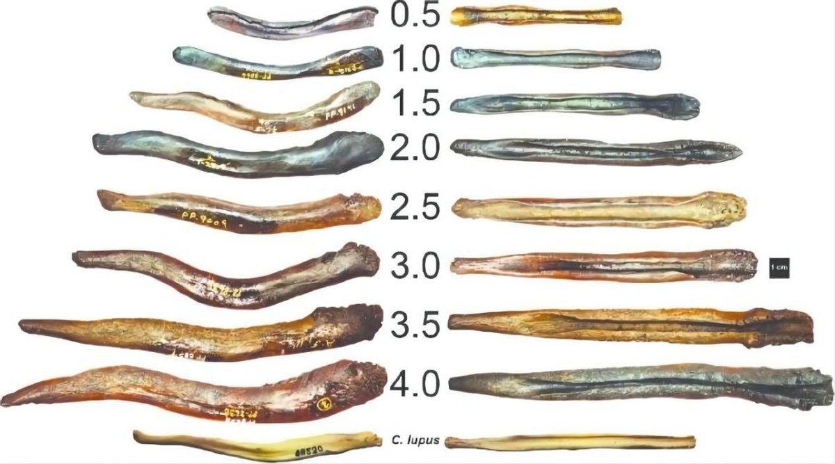 现代人类为何失去了丁丁骨？灵长类都有的骨头，消失是好是坏？