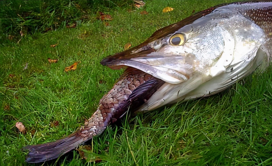 狗魚:魚中惡犬,從魚苗時期就互相殘殺,長大後見到活物就撕咬