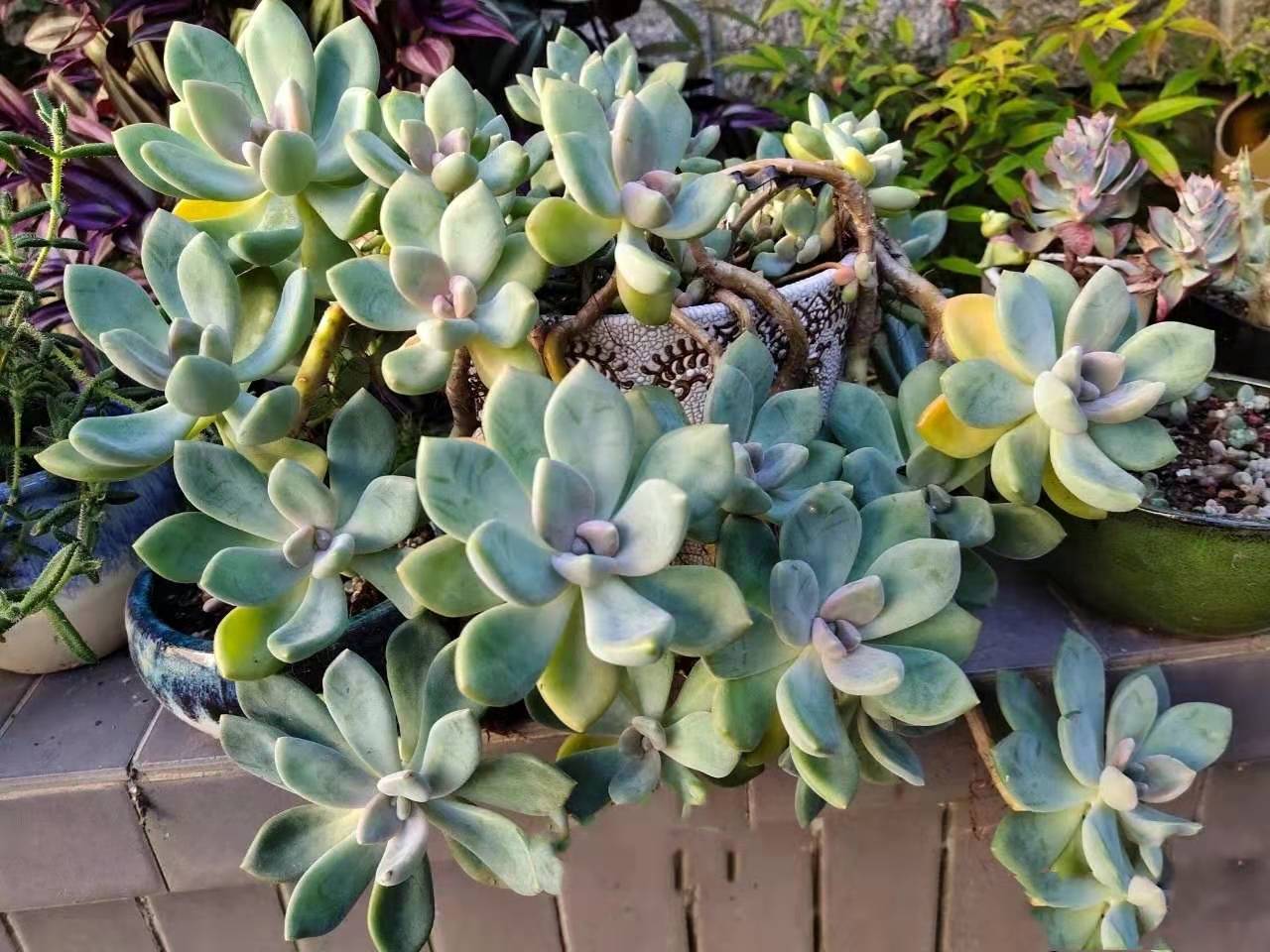 高,菜园子的土,河沙土都能活,甚至院墙上薄薄一层泥它都可以野蛮生长