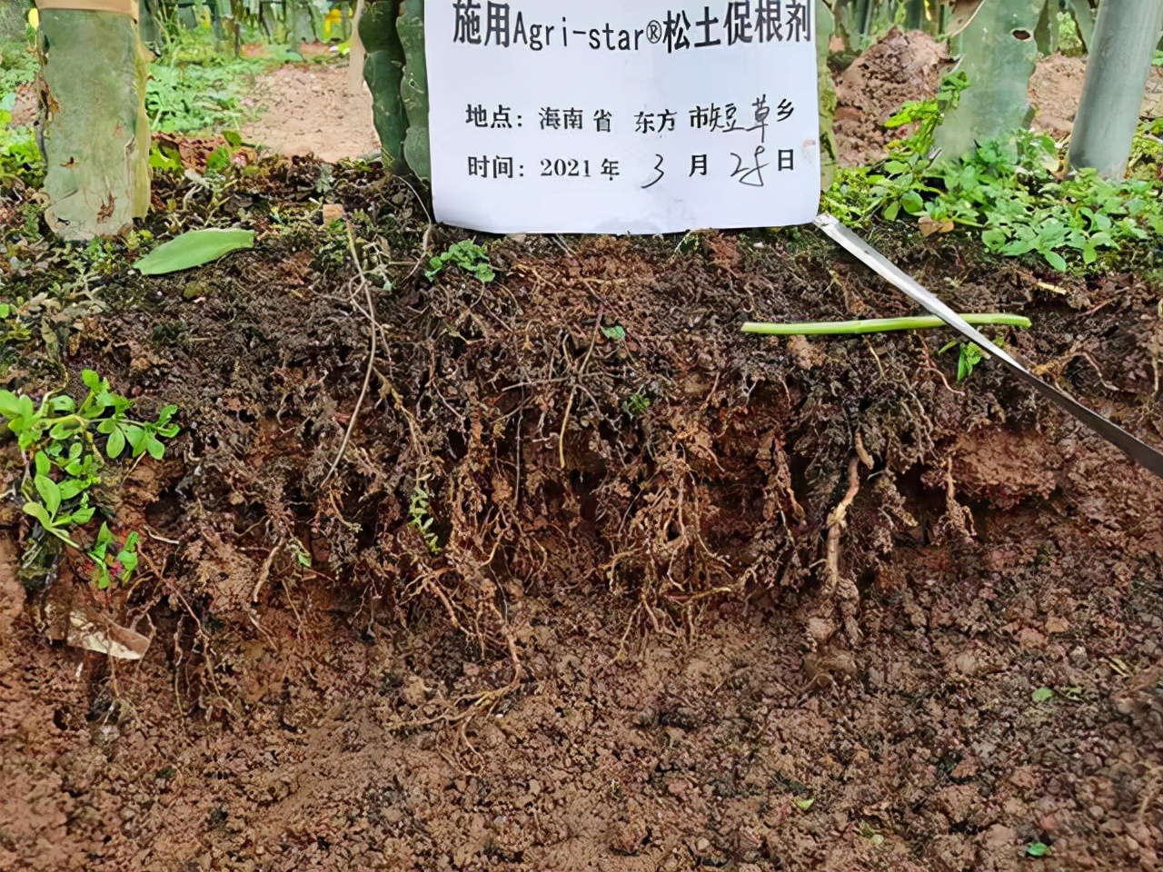 土壤改良建設有機農地，發展純天然無污染高質高產綠色農業
