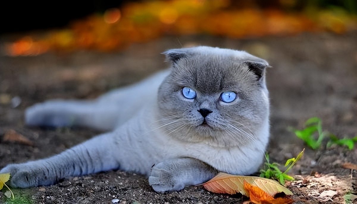 常见折耳猫的身价列表,同品种不同花色的价格都有差异