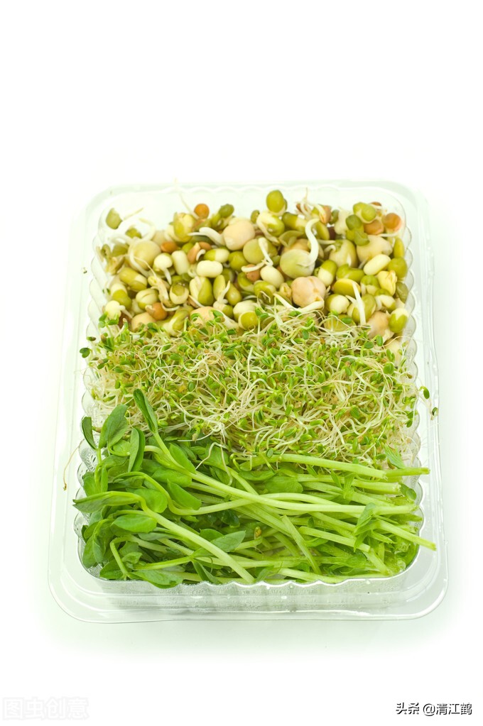 芽菜图片(看似简单的绿豆芽苗菜生产) - 赤虎壹号