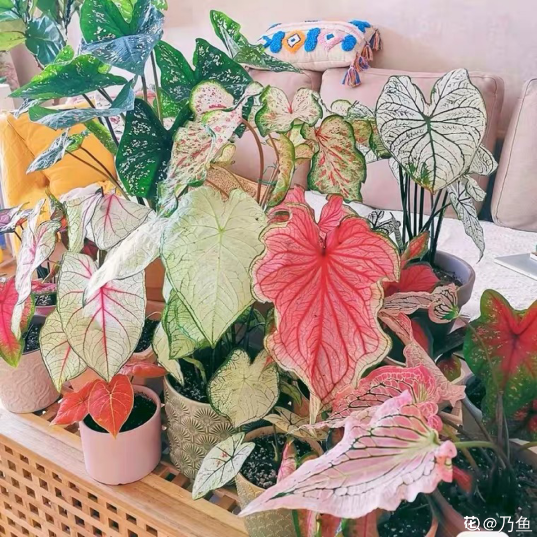 卧室适合放什么花（卧室养这4种花养人养身心）