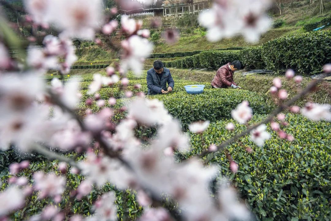 春游踏青季｜一百个关于春天的文案，都不及此刻的春暖花开