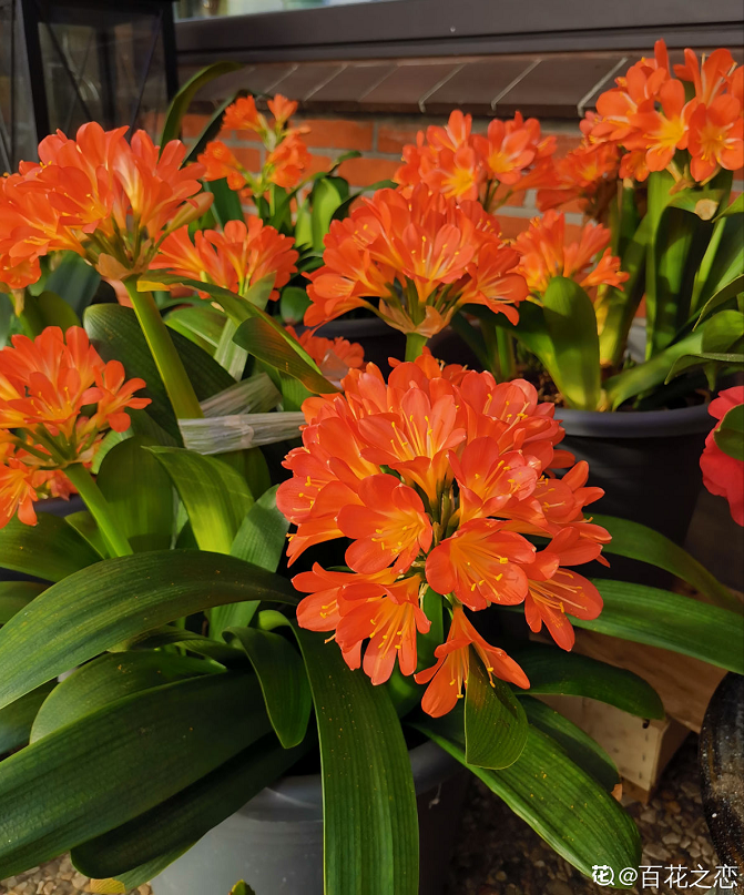 君子蘭花圖片,君子蘭花圖片大全大圖
