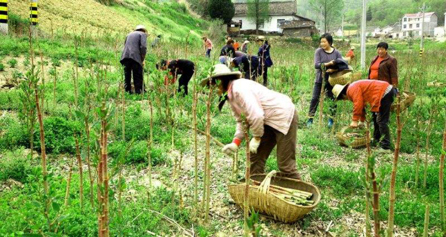 虎杖入侵多国臭名昭著，在我国却被大量种植，带领大批农民致富