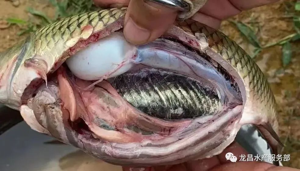水产小当家 660评论 66大青鱼肝脏发白,小