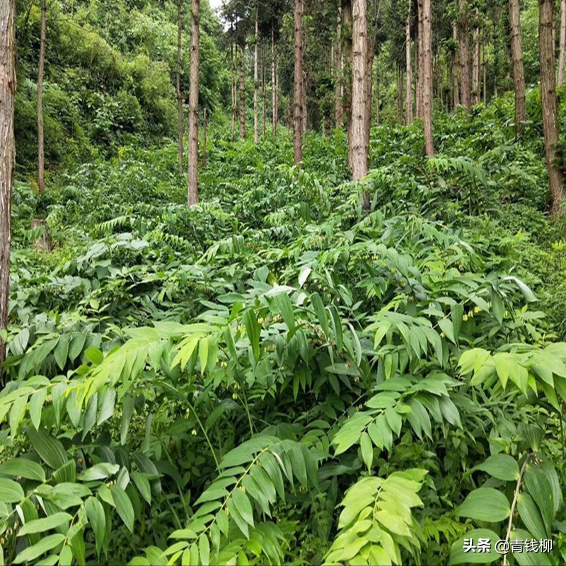 种植药材黄精的介绍（药食两用中药黄精种植技术详解）